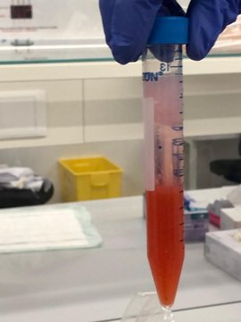 Échantillon de laboratoire dans un tube à essai contenant un liquide rouge