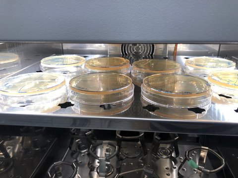 PetriSchalen in einem Inkubator mit transparentem Deckel